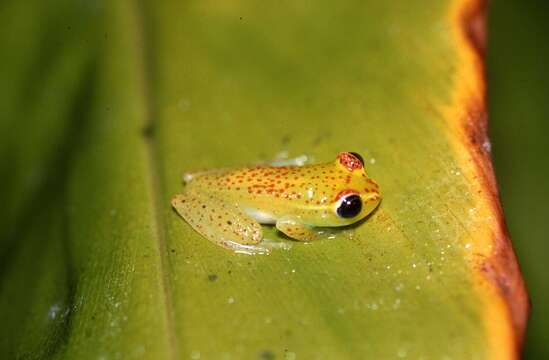 Image of Boophis tasymena Vences & Glaw 2002