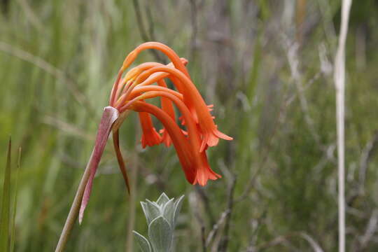 Image of Cyrtanthus epiphyticus J. M. Wood