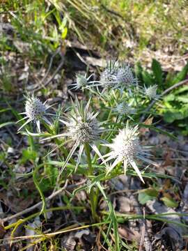 Image of Eryngium pinnatifidum Bunge