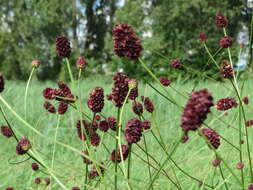 Image of Great Burnet