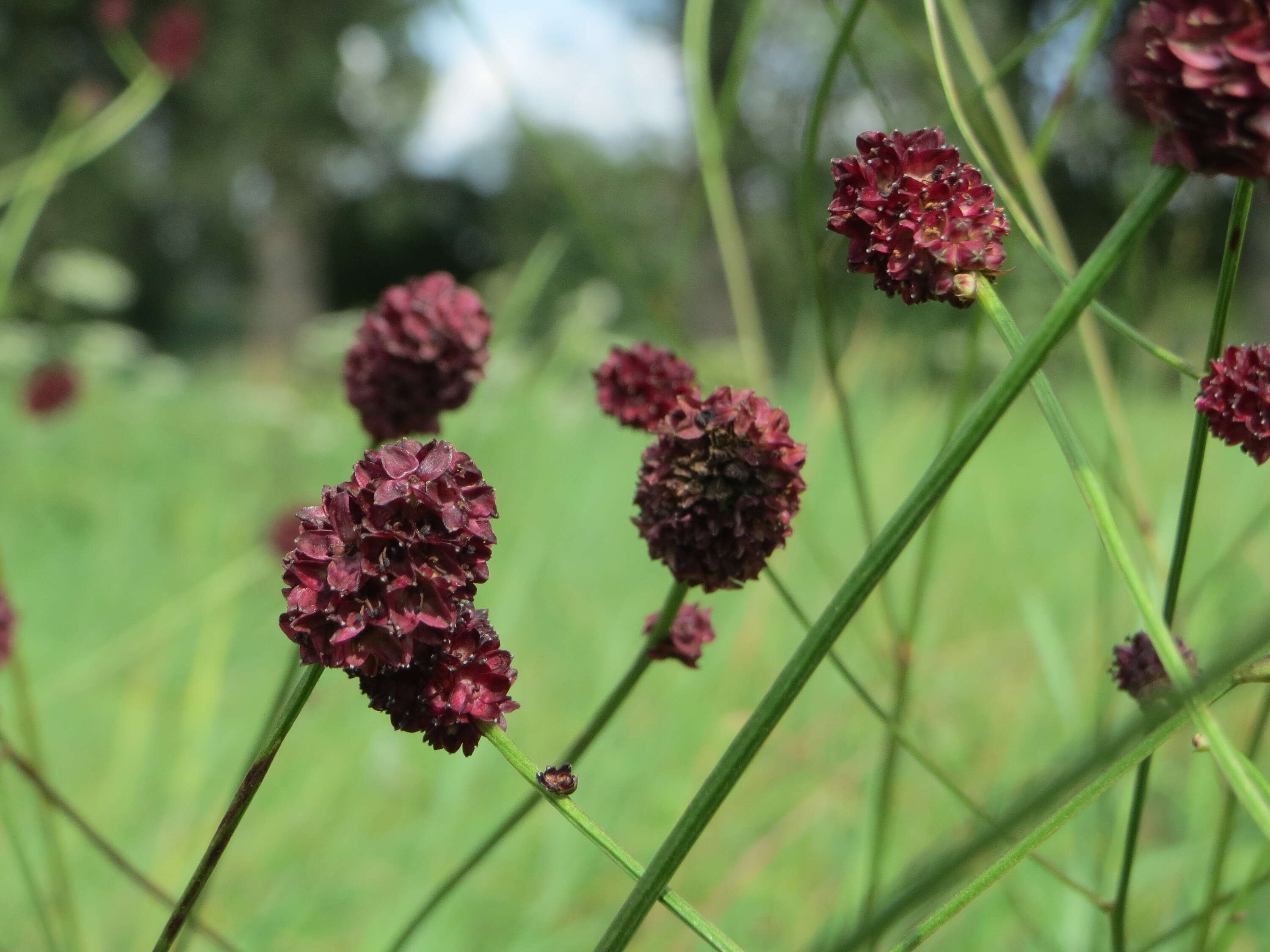 Image of Great Burnet