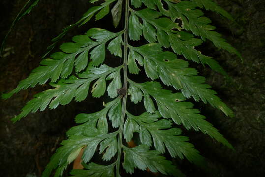 Image of Royal Spleenwort