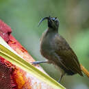 Image of Black-billed Sicklebill