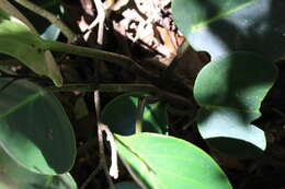 Image of spotted peperomia