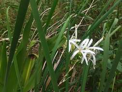 Image of Mangrove lily