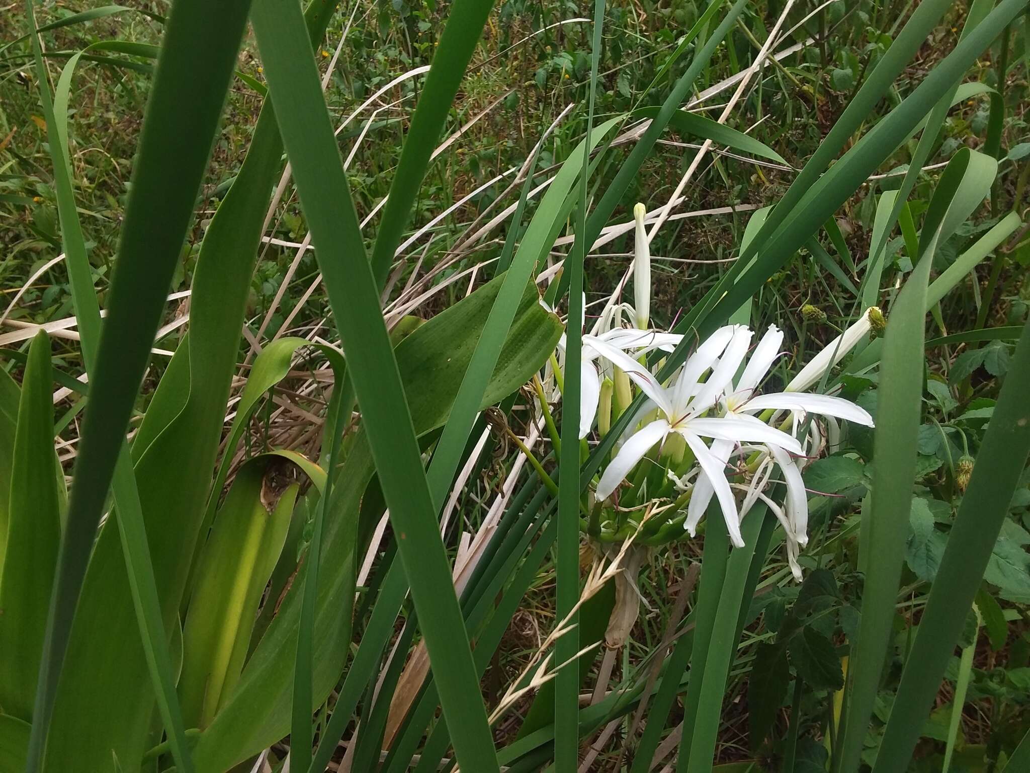 Image of Mangrove lily