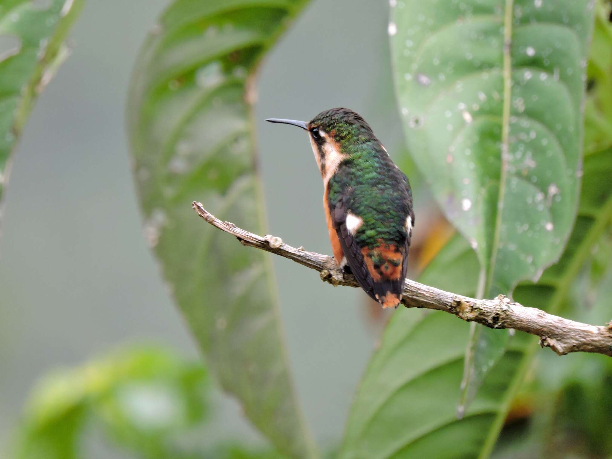 صورة Chaetocercus heliodor (Bourcier 1840)