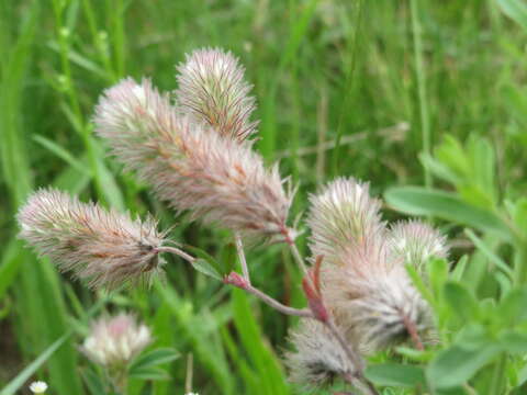 Image of Hare's-foot Clover