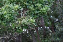 Image of Bush Maerua