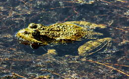 Image de Petite grenouille verte