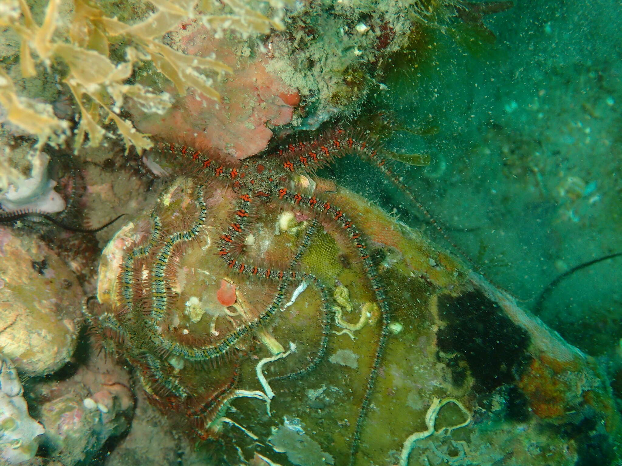 Image of Common brittlestar