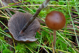 Imagem de Psilocybe fuscofulva Peck 1887