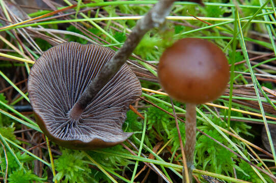 Слика од Psilocybe fuscofulva Peck 1887