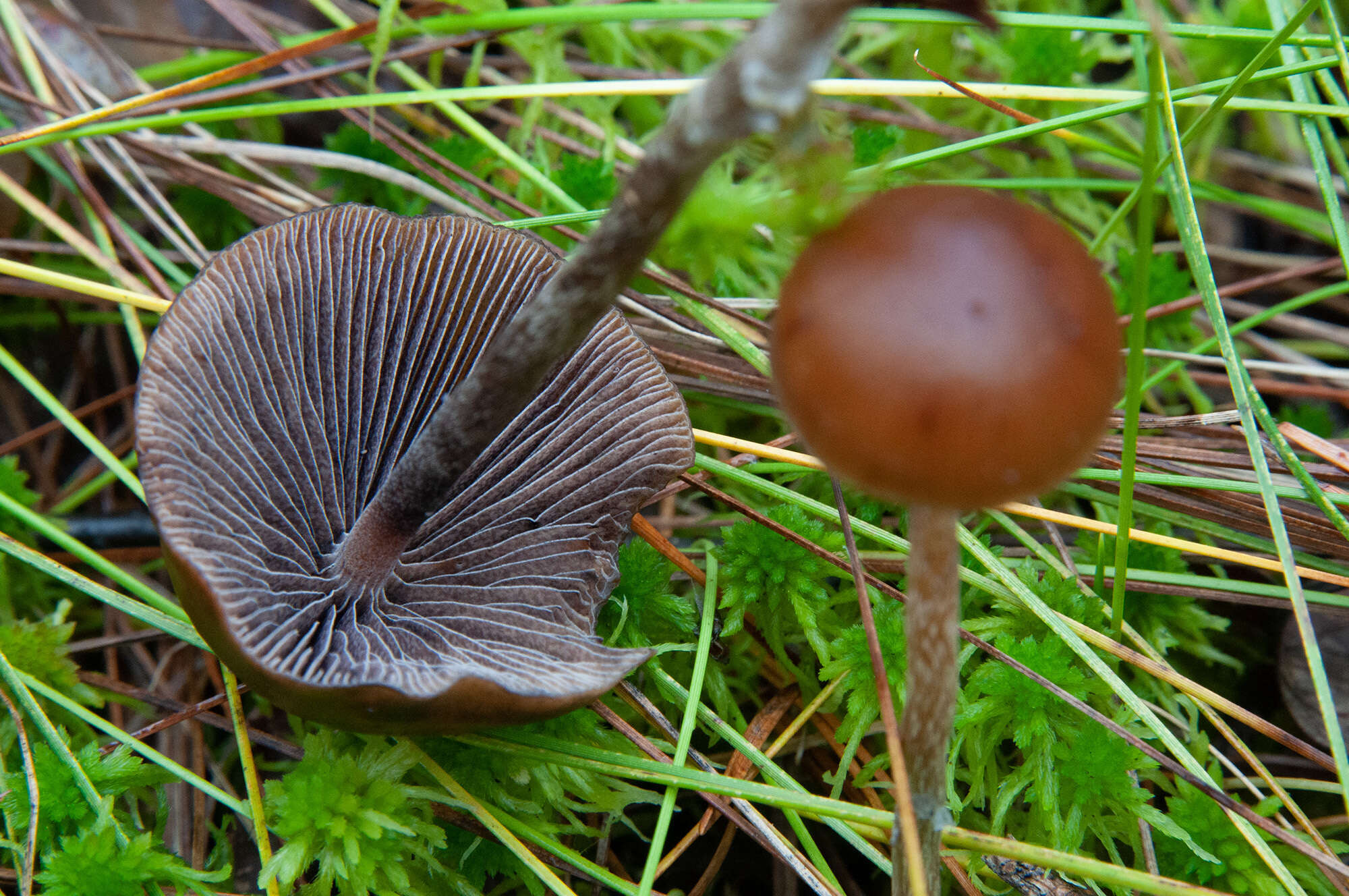 Imagem de Psilocybe fuscofulva Peck 1887