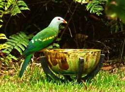 Image of Wompoo Fruit Dove