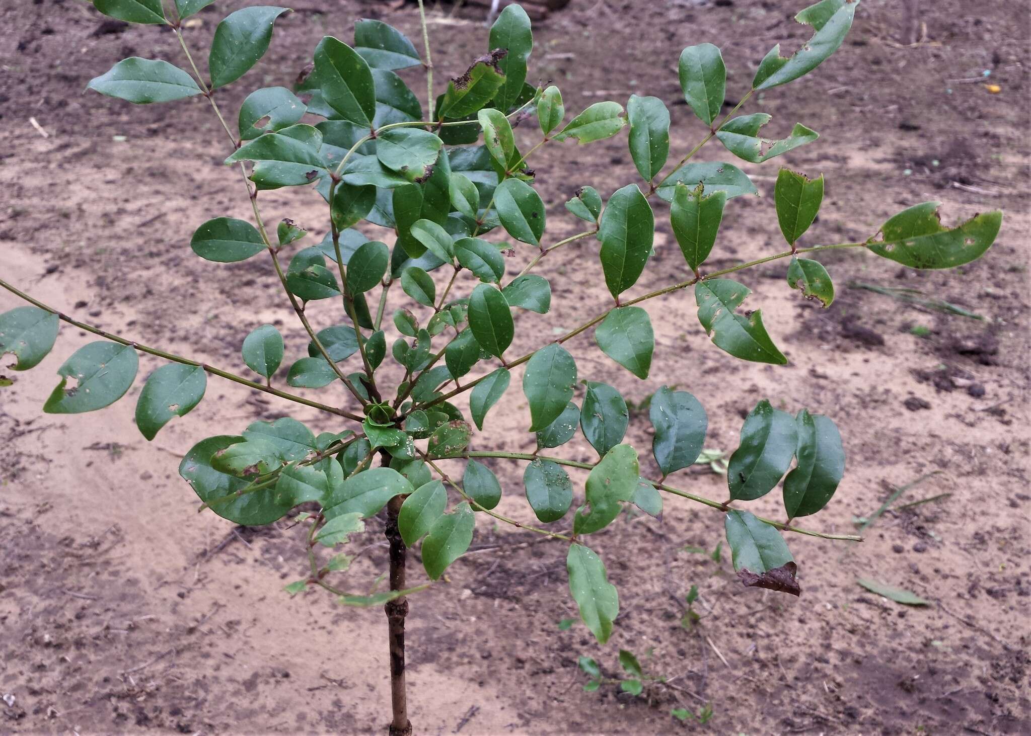 Image de Colea floribunda Boj.