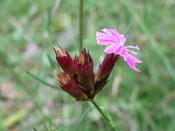 Image of carthusian pink