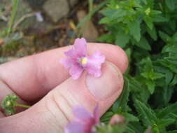 صورة Nemesia fruticans (Thunb.) Benth.