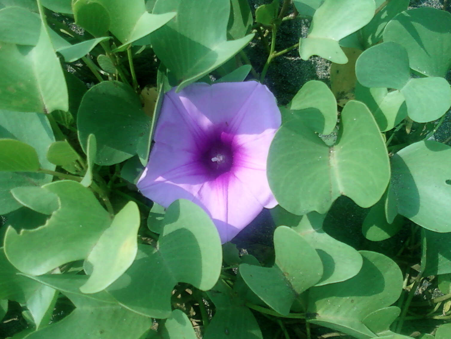 Ipomoea pes-caprae (L.) R. Brown resmi