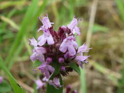 Image of breckland thyme