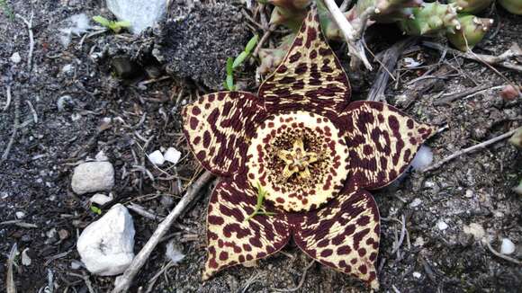 Ceropegia mixta (Masson) Bruyns resmi