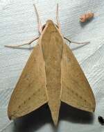 Image of Pale Brown Hawkmoth