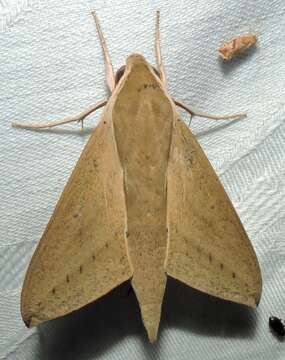 Image of Pale Brown Hawkmoth