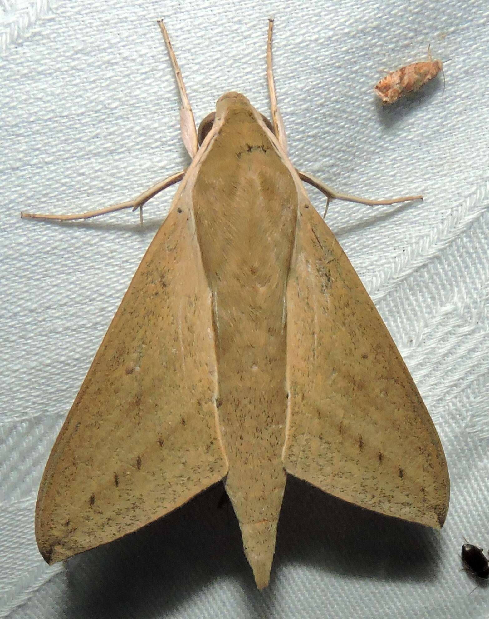 Image of Pale Brown Hawkmoth