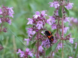 Слика од Thymus serpyllum L.