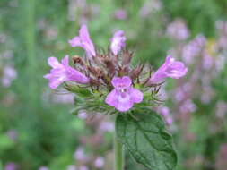 Image of wild basil