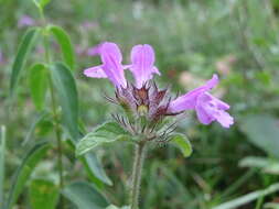 Image of wild basil