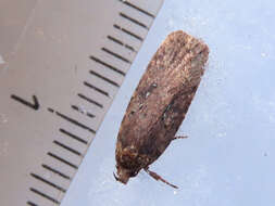 Image of Agonopterix heracliana Linnaeus 1758