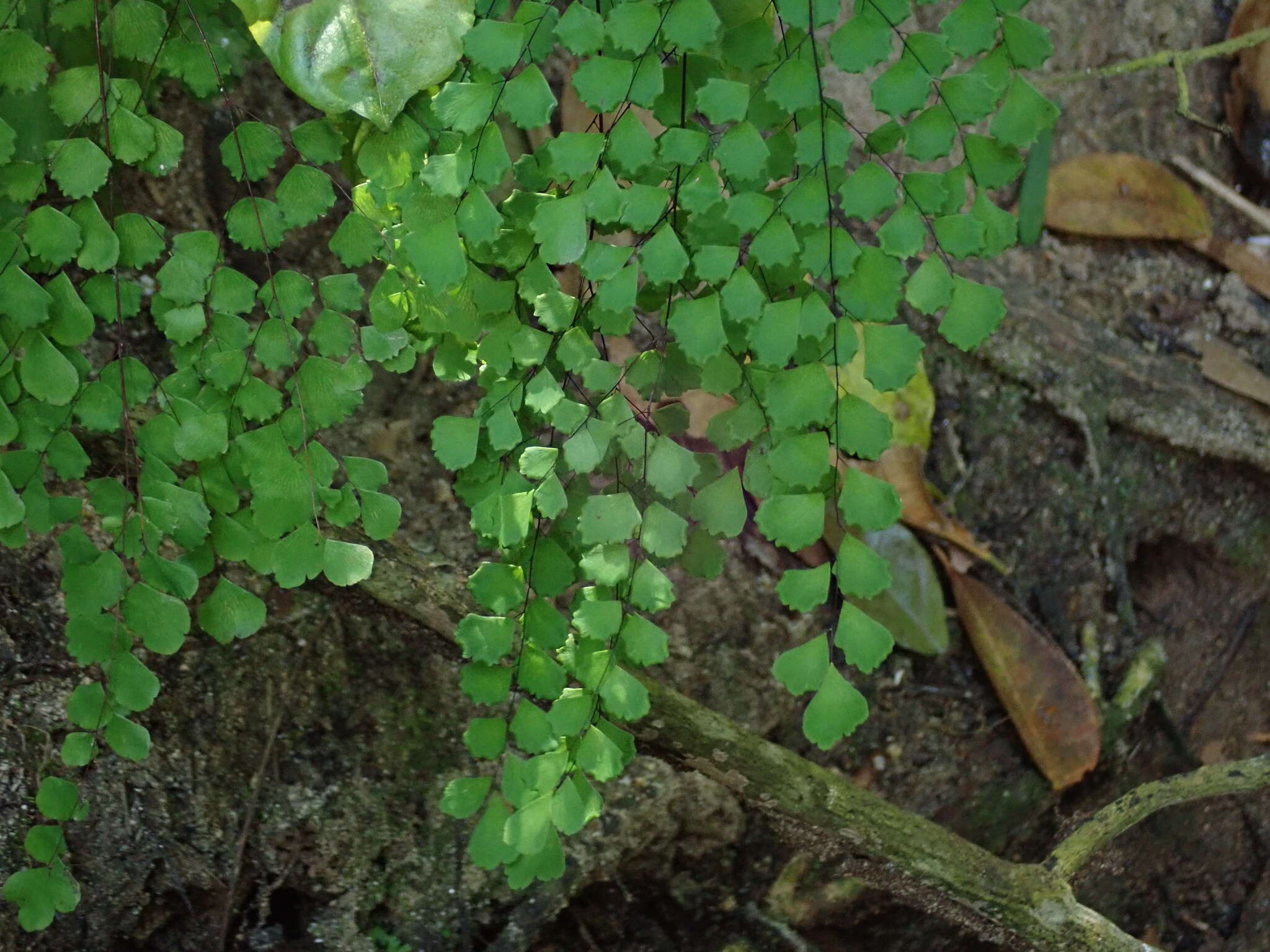 Adiantum fragile Sw.的圖片