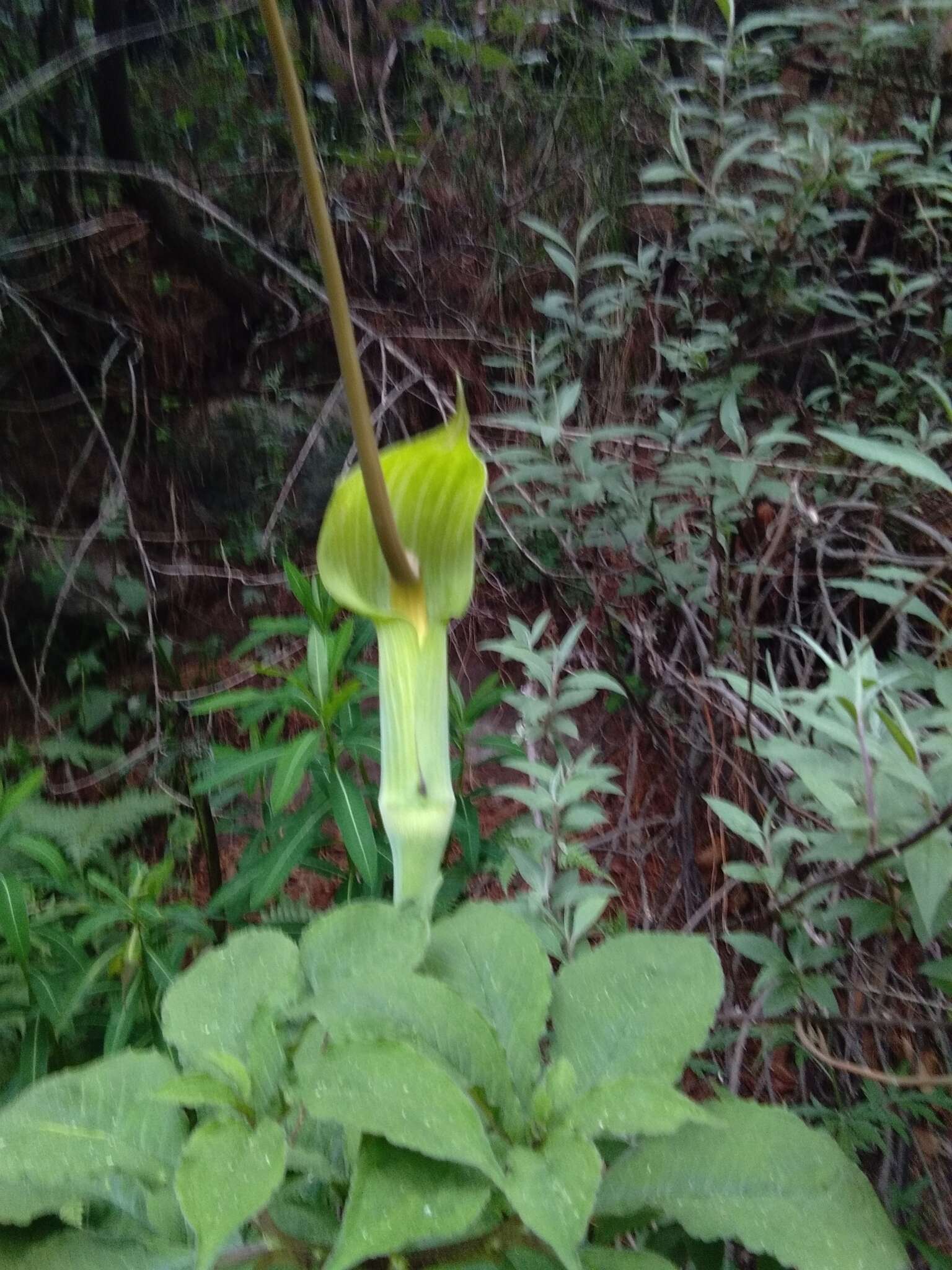 Image of arisaema