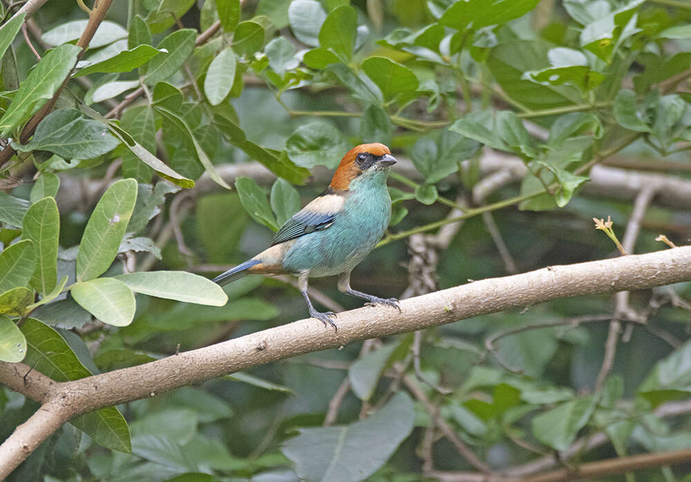 Image of Black-backed Tanager