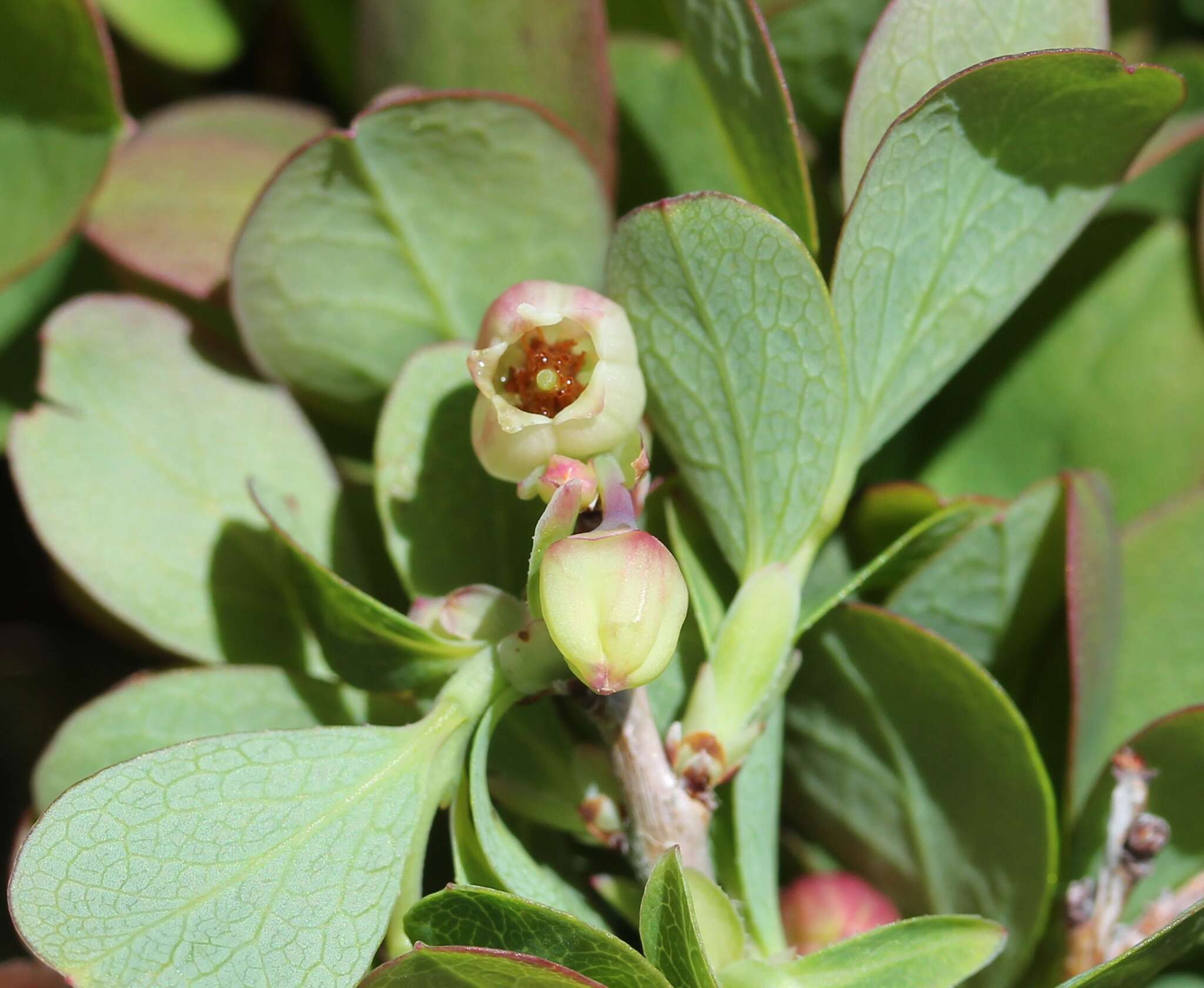 Image of alpine bilberry