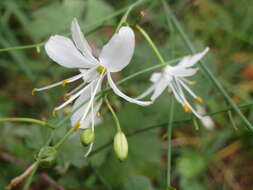 Image of Branched St Bernard's lily