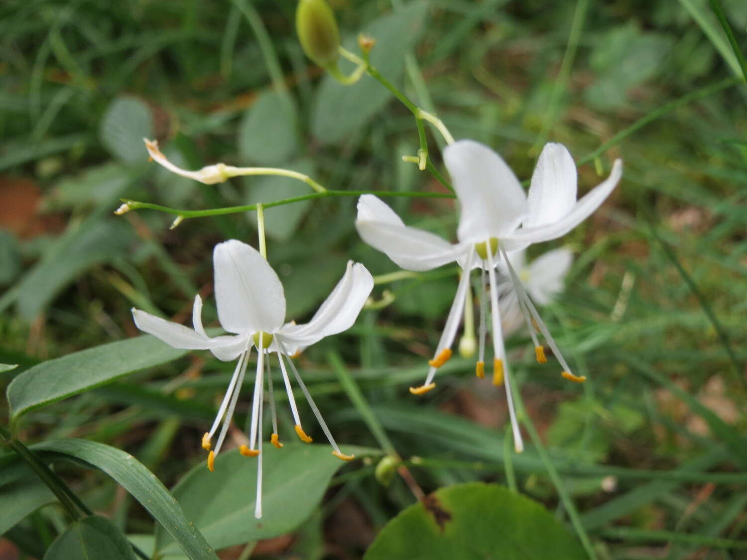 Image of Branched St Bernard's lily