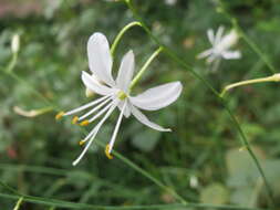 Image of Branched St Bernard's lily