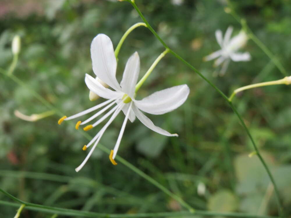 Image of Branched St Bernard's lily