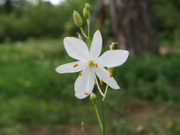 Image of Branched St Bernard's lily