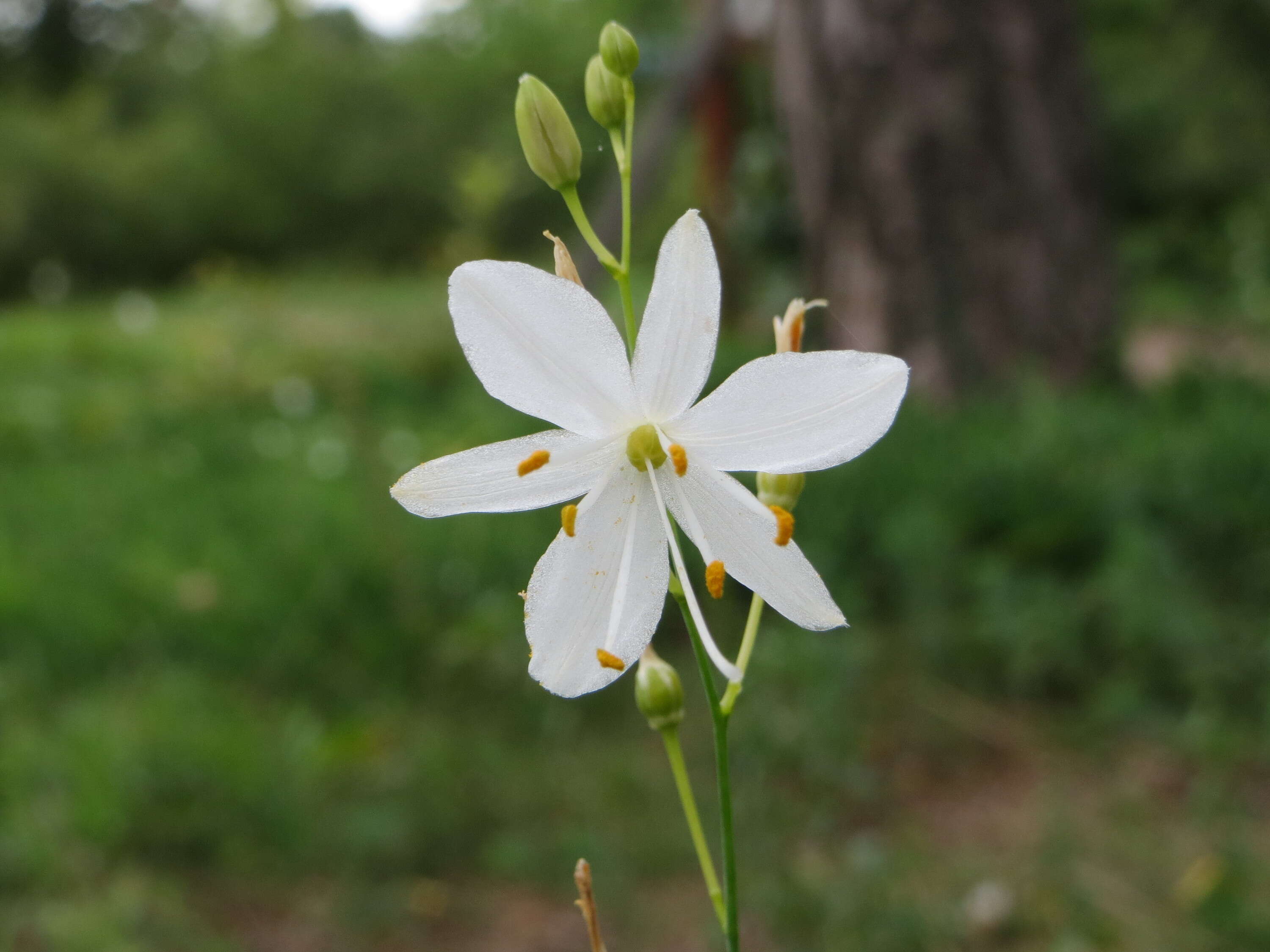 Image of Branched St Bernard's lily