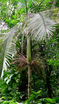 Image of Assai palm