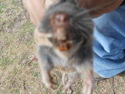 Image of southern pocket gopher