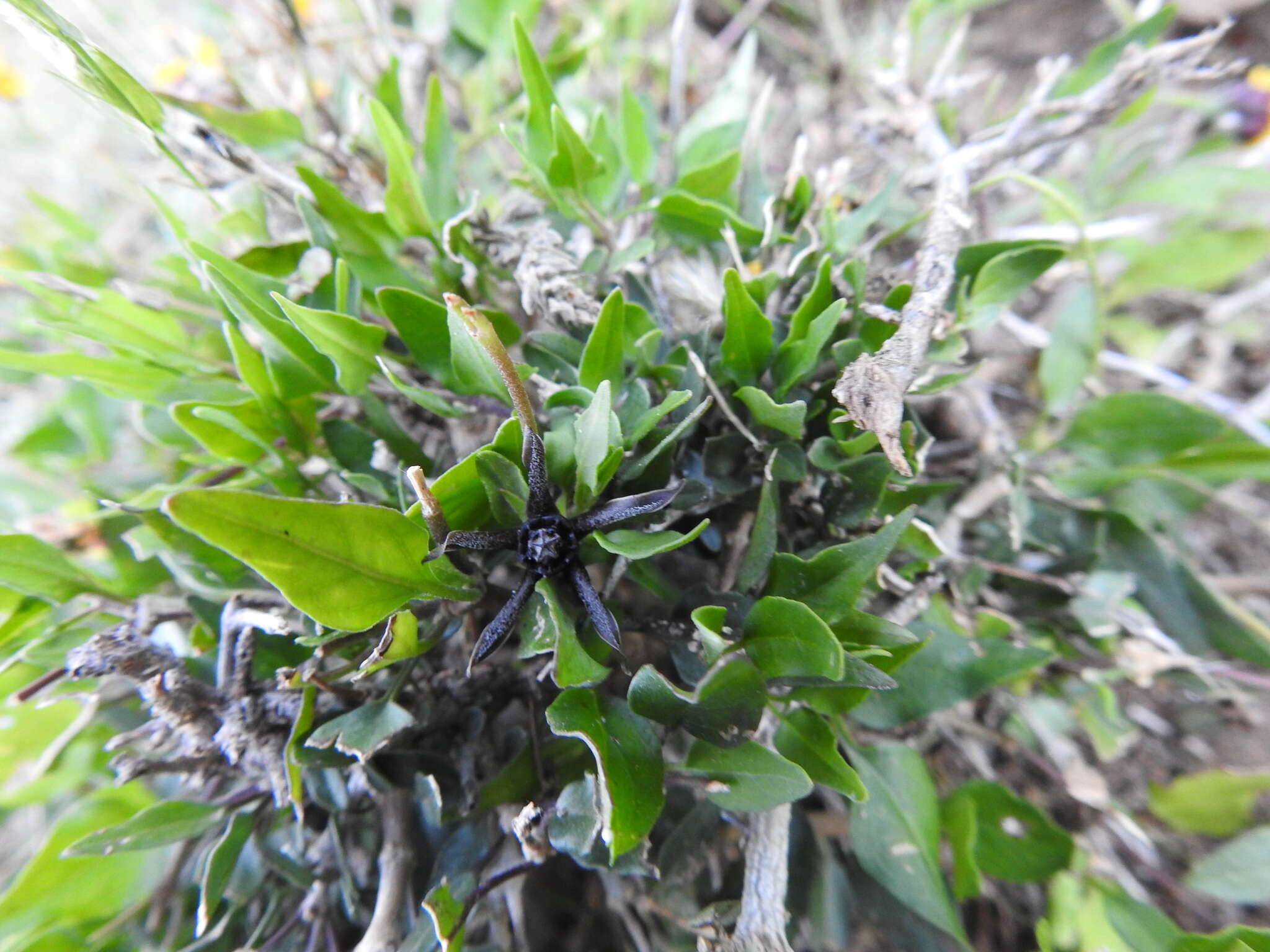 Image of Matelea trachyantha (Greenman) W. D. Stevens