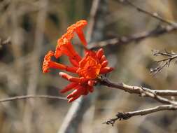 صورة Cordia rickseckeri Millsp.