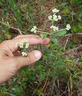 Image of semaphore thoroughwort