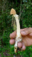 Image of Bridal veil stinkhorn