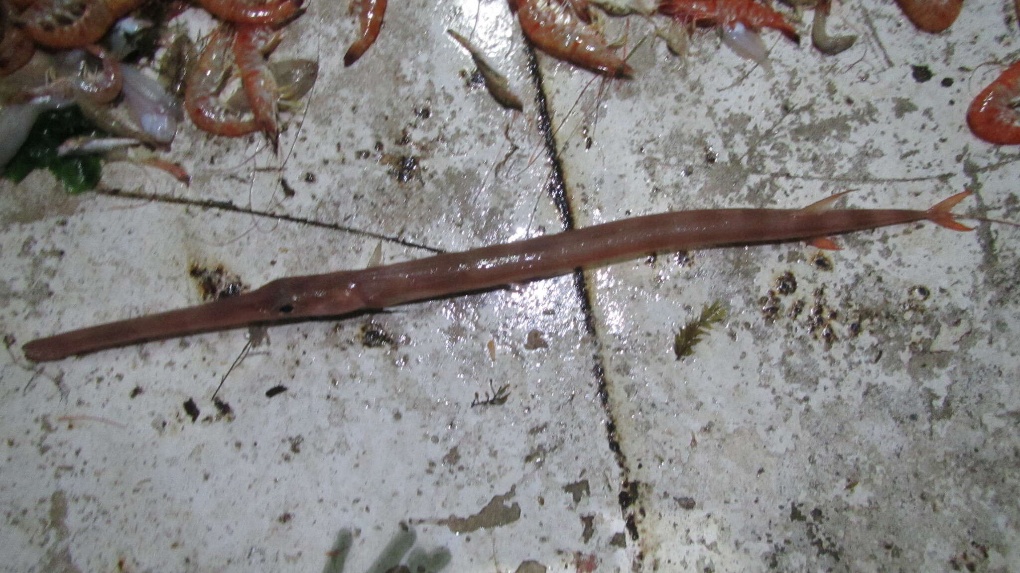 Image of Pacific cornetfish