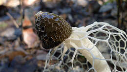 Image of Bridal veil stinkhorn